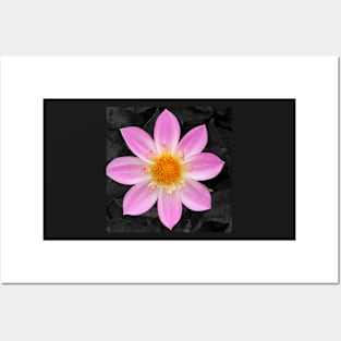 Pink flower art Posters and Art